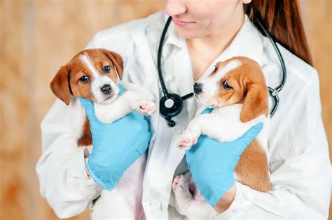 köpeklere her yıl yapılan aşılar